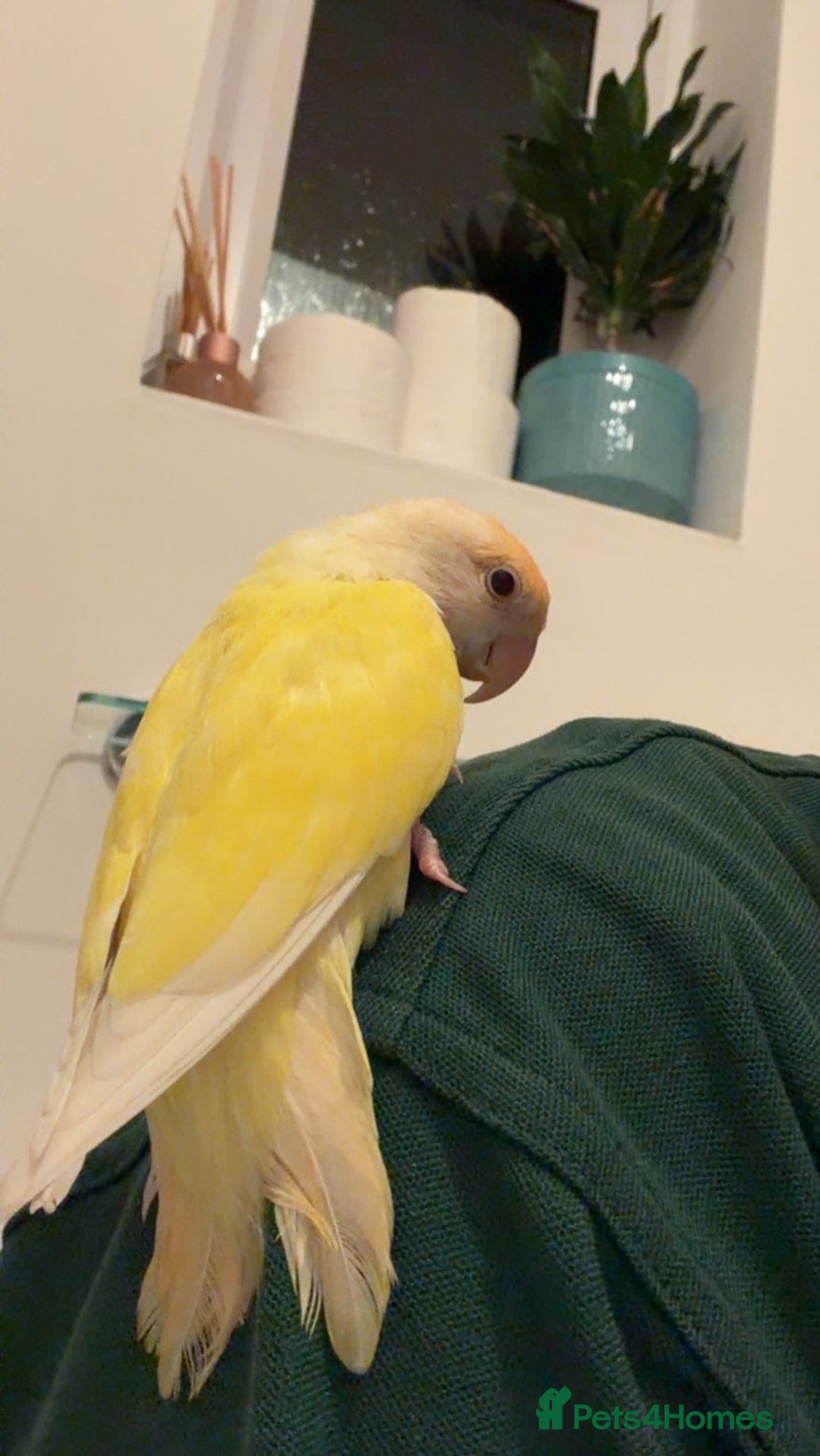 Lovebirds birds for sale: Lovebird - Image 2