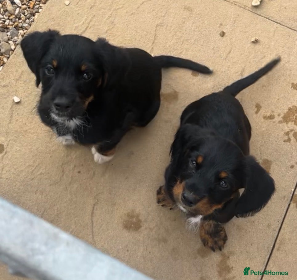 Mixed Breed dogs Cocker x terrier puppies for sale - Advert 6