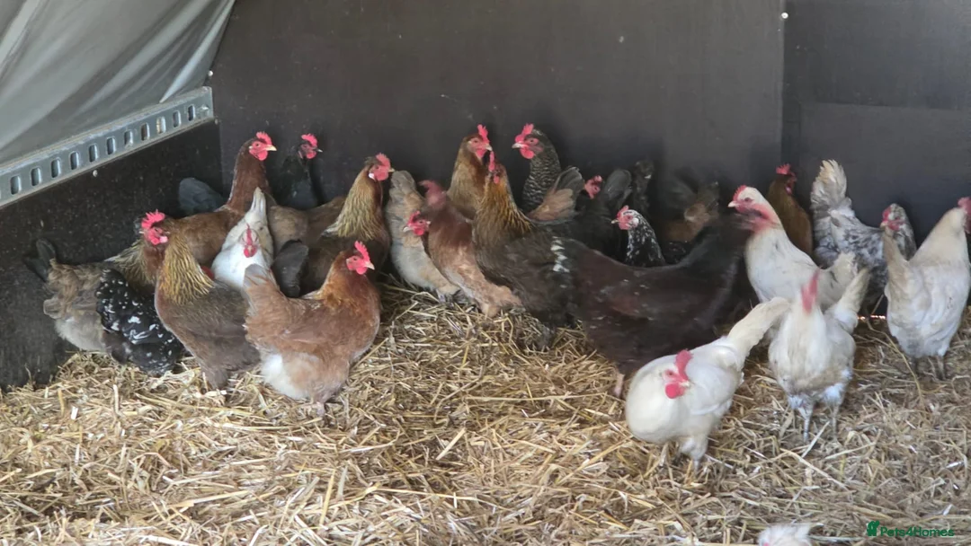 Chickens poultry for sale: Poultry for Sale  - Advert 2