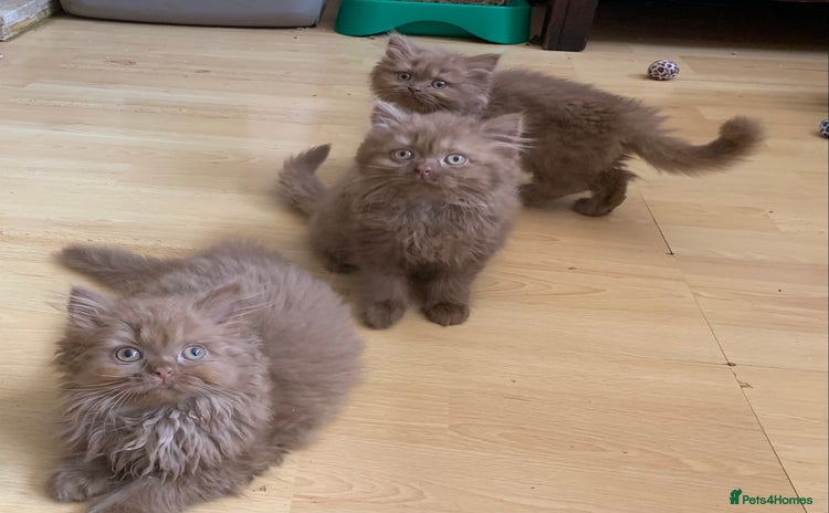 British Longhair cats - Advert 1