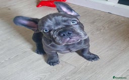 French Bulldog dogs for sale: Healthy Blue French Bulldog Babies - Image 4