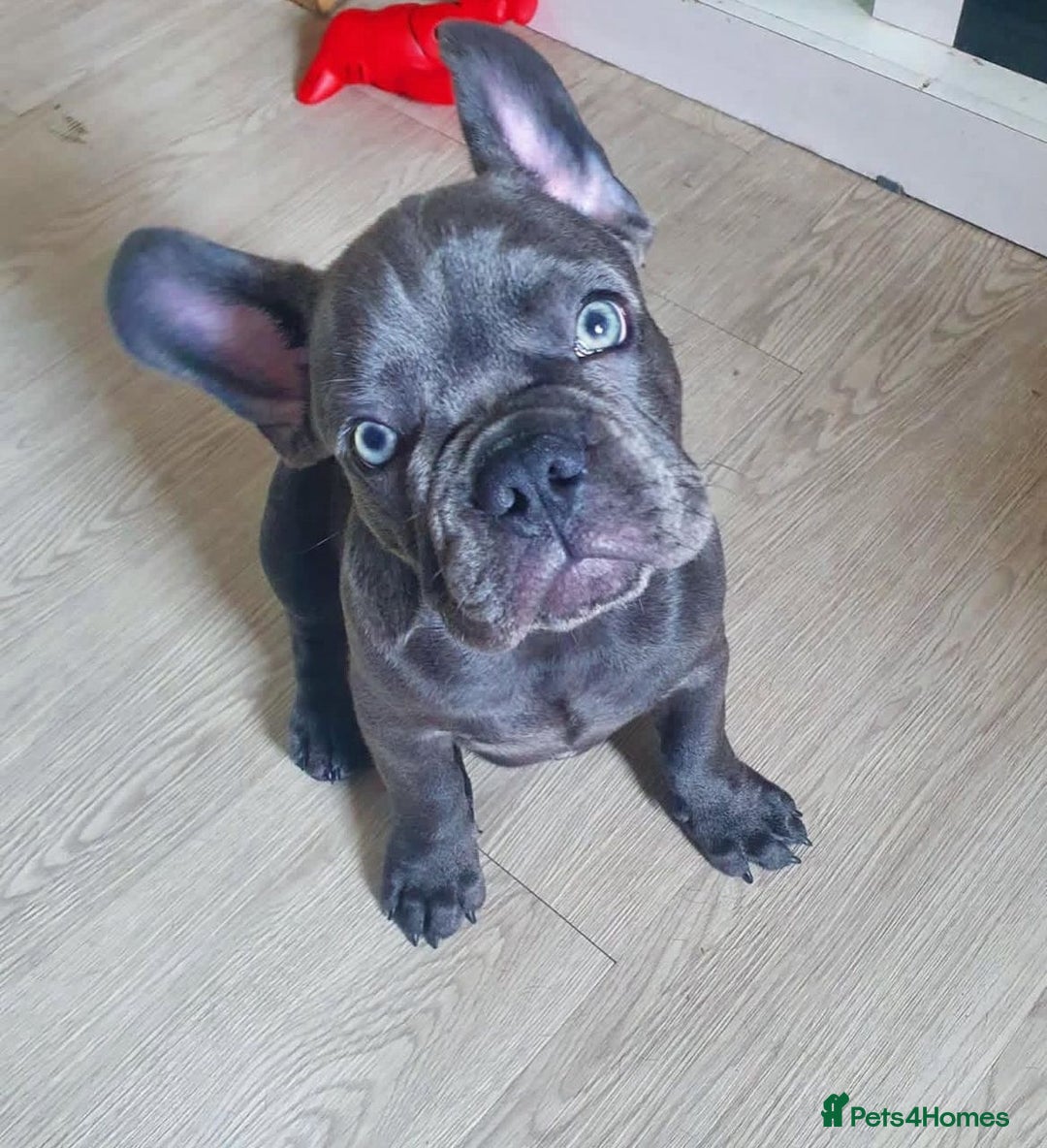 French Bulldog dogs for sale: Healthy Blue French Bulldog Babies - Image 4