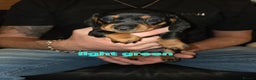 Miniature Dachshund dogs for sale: Only 4 beautiful miniature dachshund puppies - Advert 22