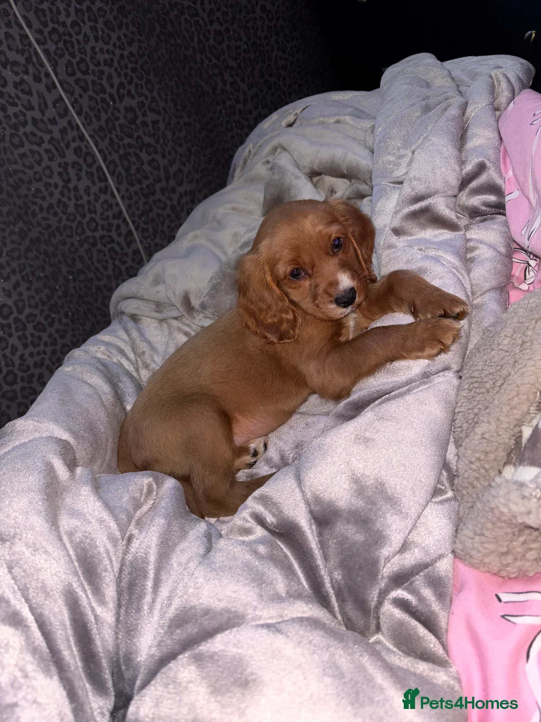 Mixed Breed dogs for sale: Cockaliar - Advert 3