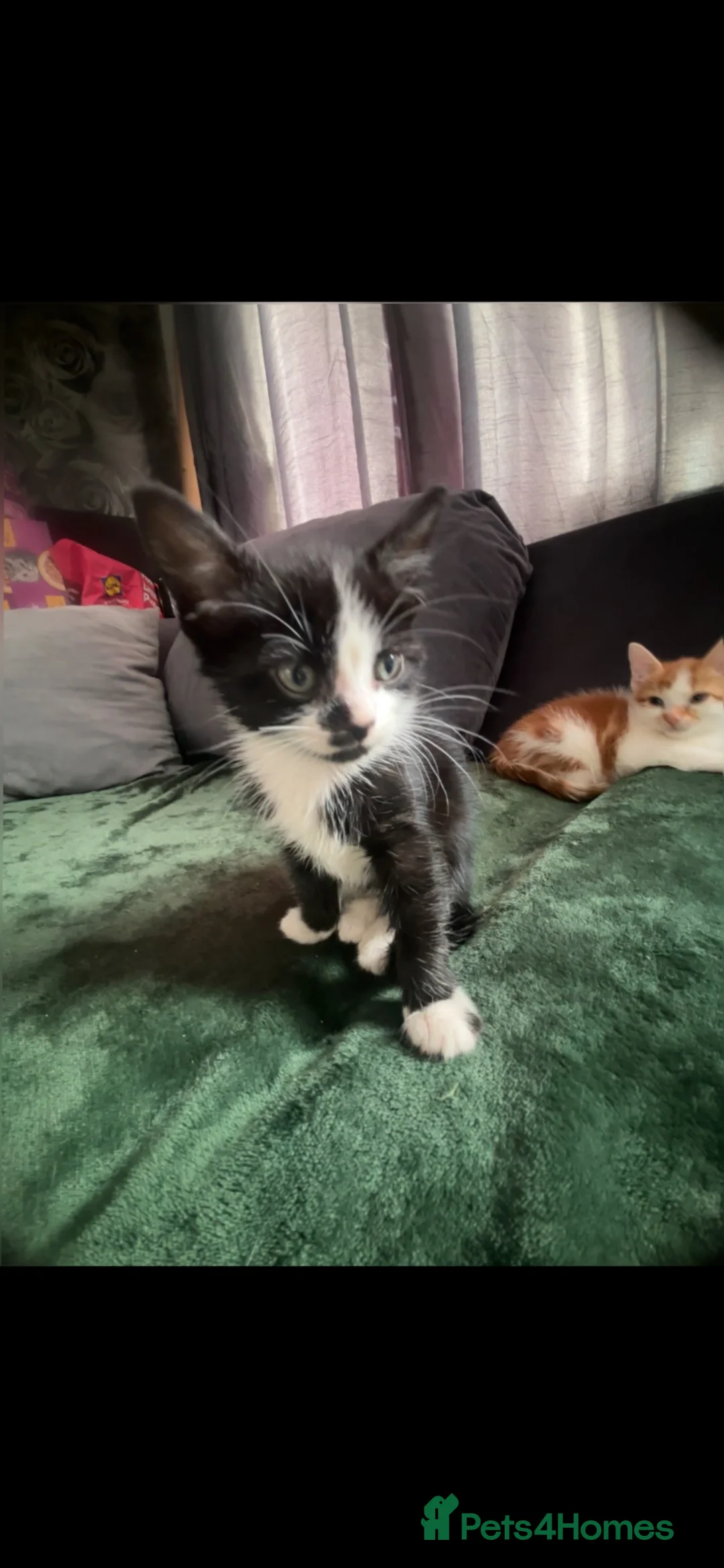 Mixed Breed cats for sale: Cute kittens looking for a forever home 🏡 💗 - Advert 1