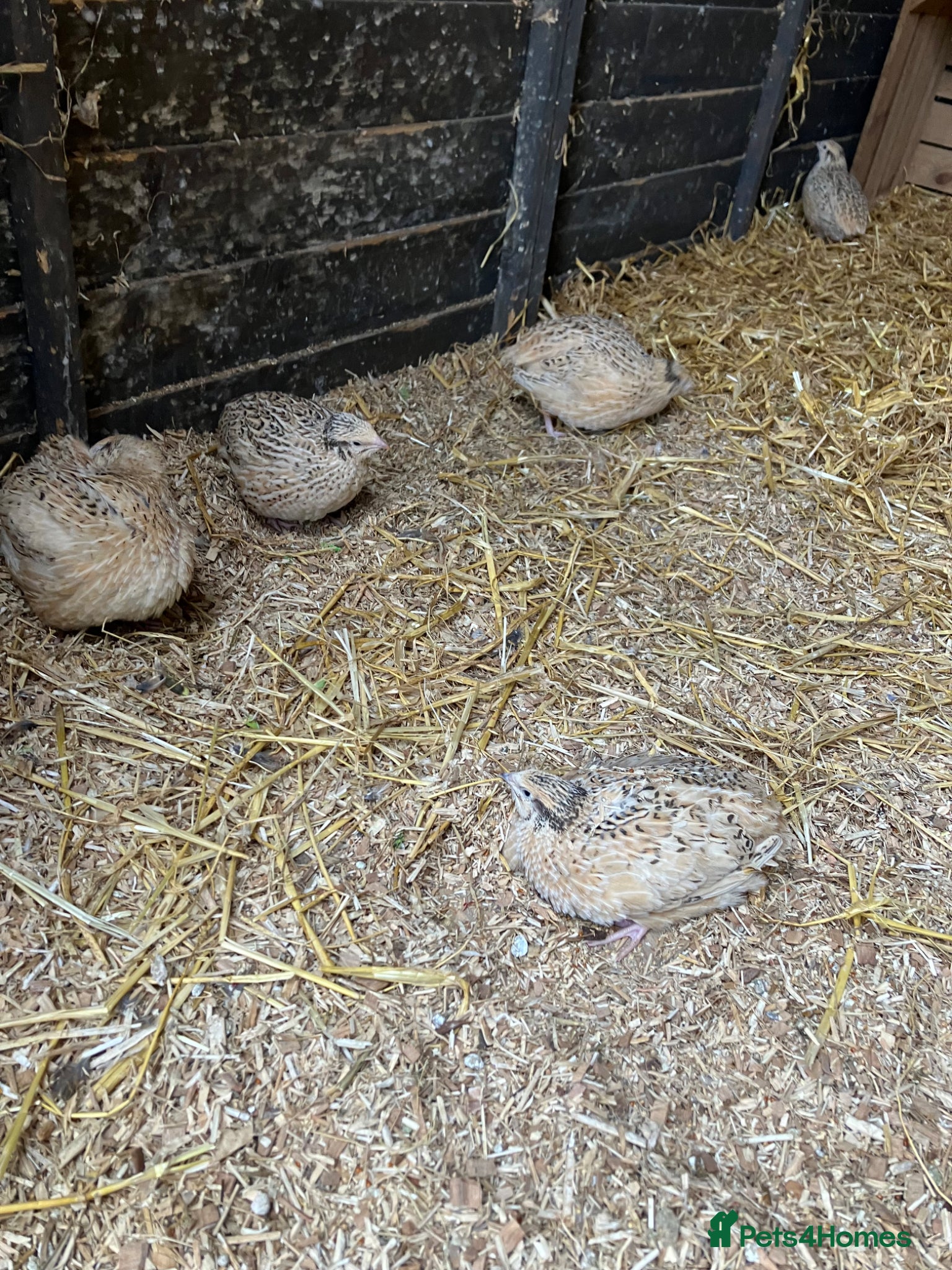 Quail poultry for sale: Female quail for sale  - Advert 3