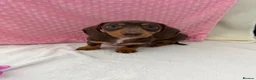 Miniature Dachshund dogs for sale: Miniature dachshund puppies in Largs - Advert 16
