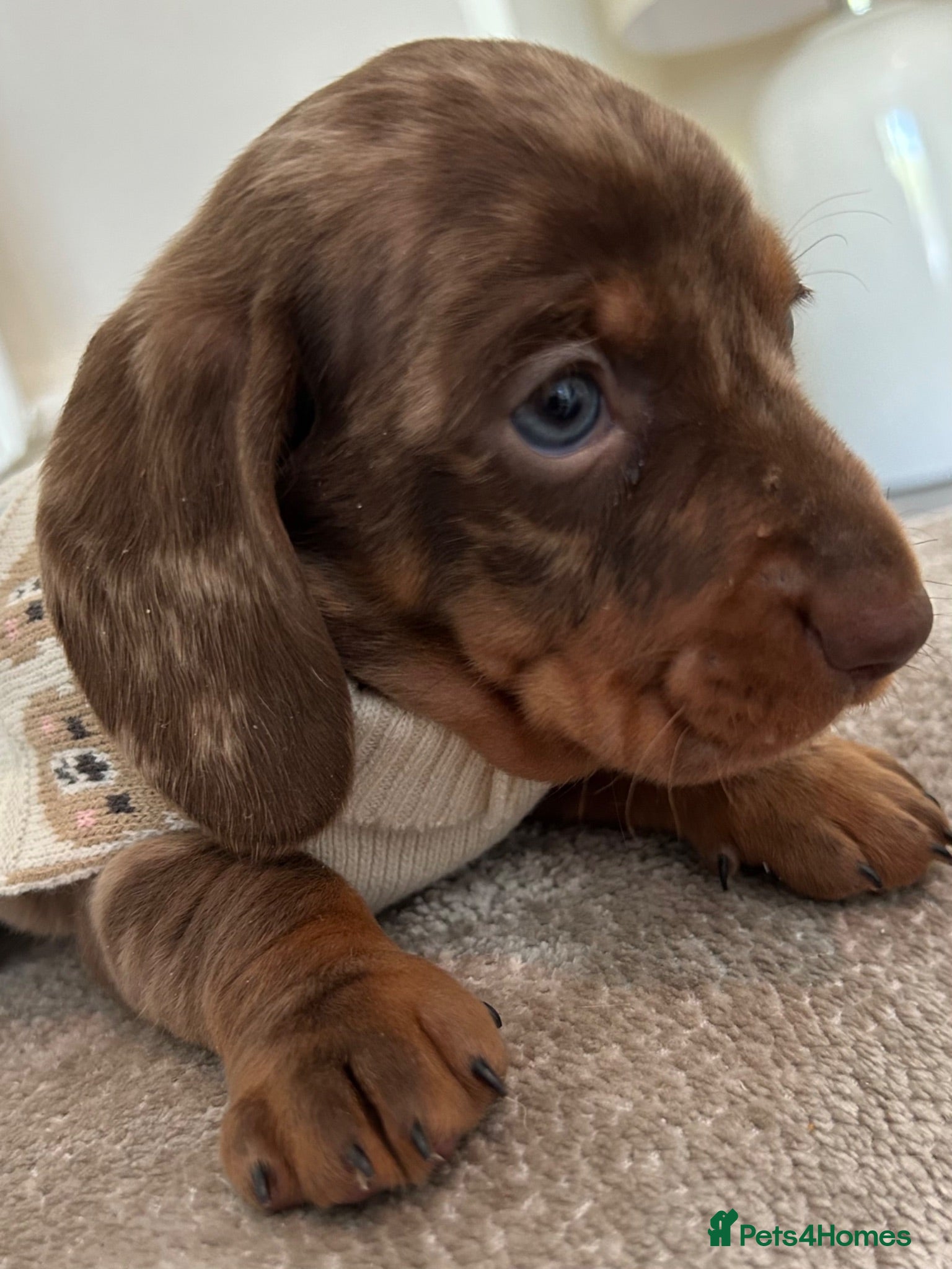 Miniature Dachshund dogs Miniature chocolate Dapple & Tan chocolate & Tan - Advert 13