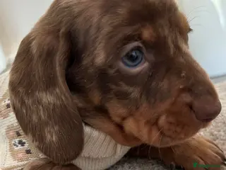 Miniature Dachshund dogs Kc reg miniature Dachshunds chocolate & Tan girls - Advert 1