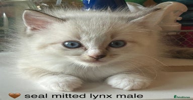 Ragdoll cats - Advert 6