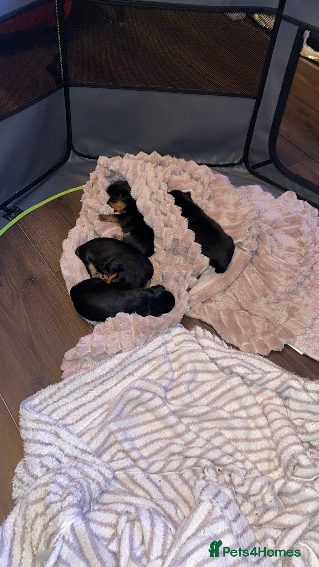 Yorkshire Terrier dogs for sale: 2 Boys 2 Girls Yorkshire Terriers for sale - Advert 17