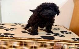 Toy Poodle dogs for sale: Stunning Toy Poodle Puppies For Sale - Advert 12