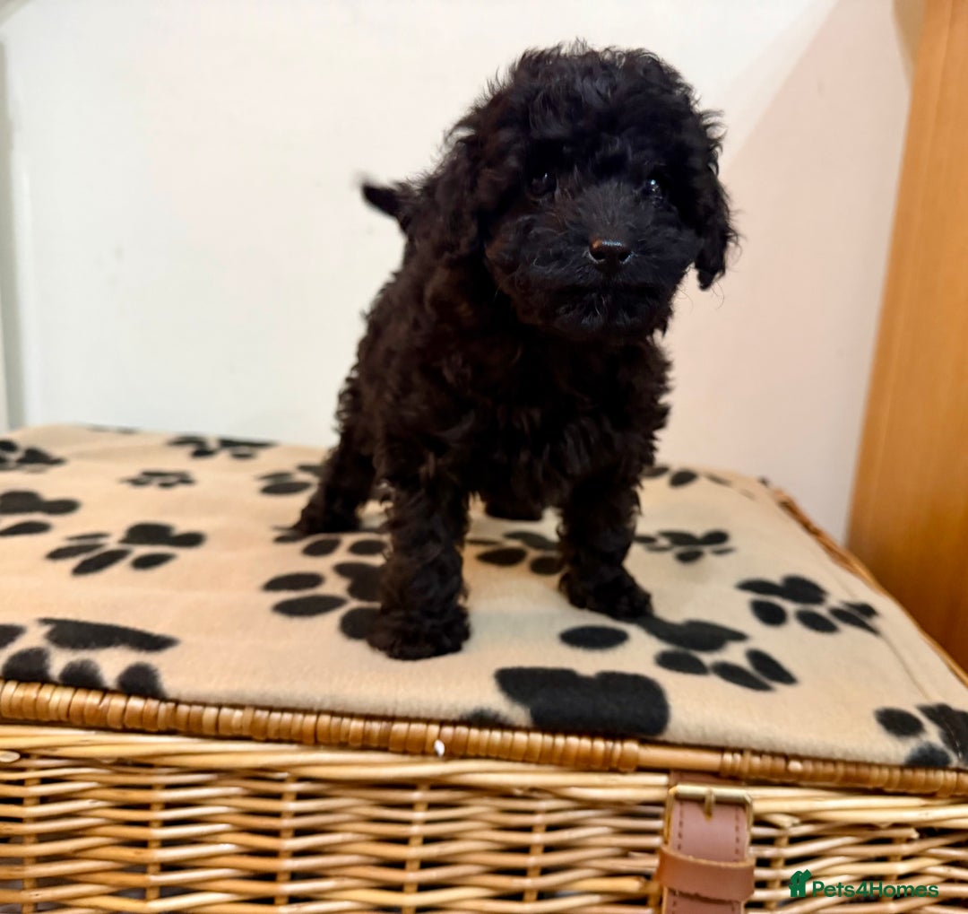 Toy Poodle dogs for sale: Stunning Toy Poodle Puppies For Sale - Advert 12