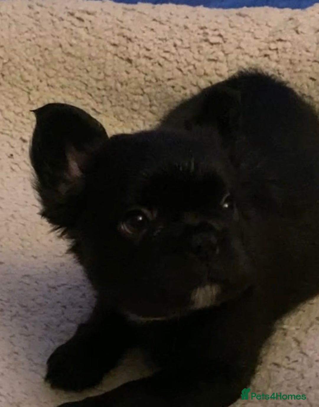 French Bulldog dogs for sale: French bulldogs puppy’s for sale - Advert 5