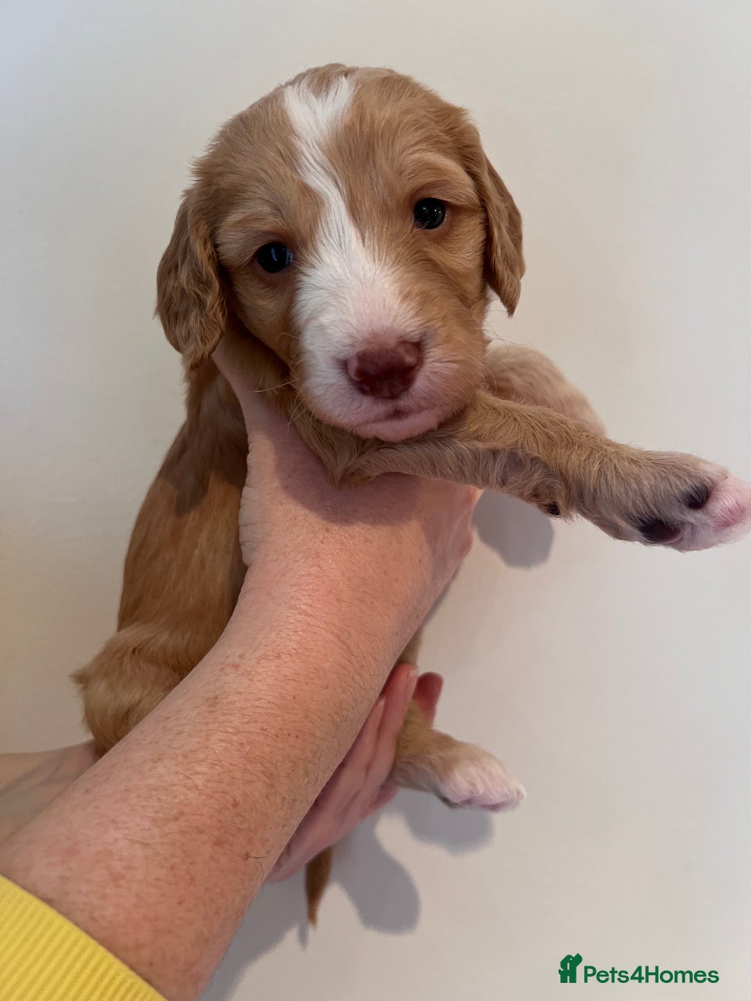 Cockapoo dogs for sale: Apricot F1B Cockapoo puppies - Advert 18