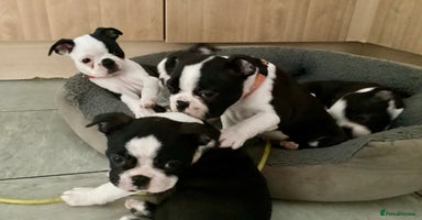 Boston Terrier dogs - Advert 4