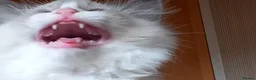 Ragdoll cats for sale: Beautiful overly friendly ragdoll kittens. - Advert 8