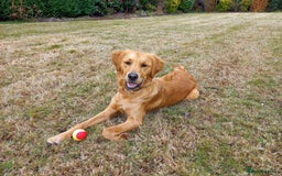 Golden Retriever dogs for sale: Dark KC Golden Retriever in Bridlington - Image 2