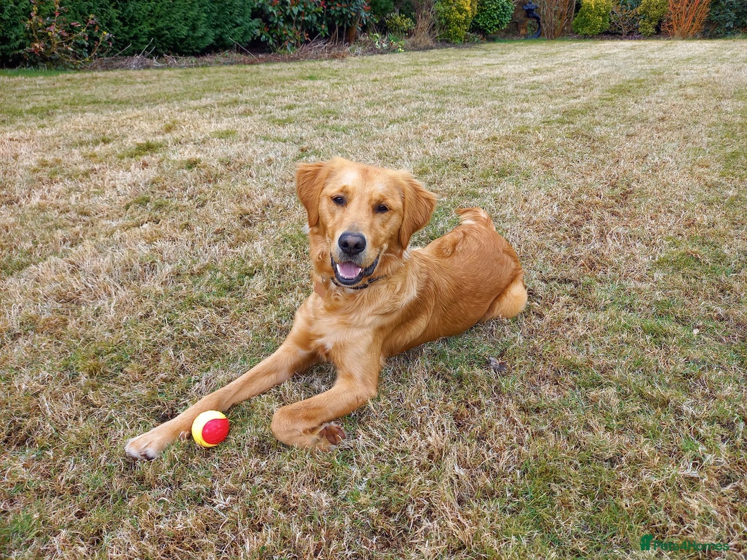 Golden Retriever dogs for sale: Dark KC Golden Retriever in Bridlington - Image 2