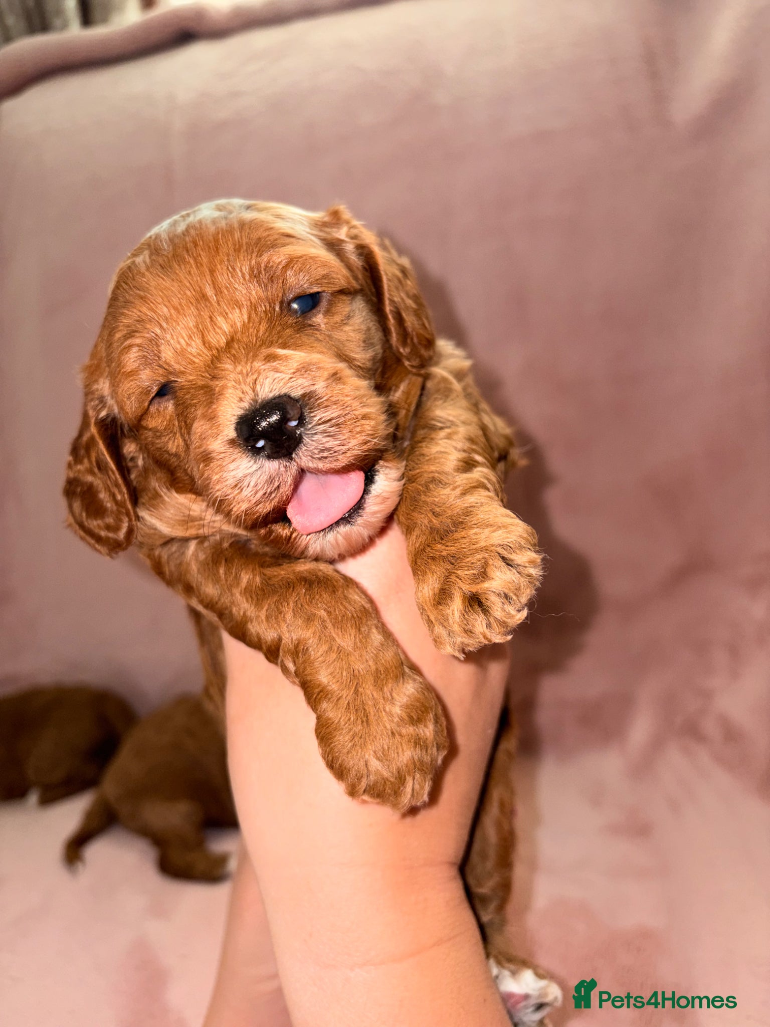 Cavapoo dogs 5⭐️Health Cleared Deep red Toy Cavapoo puppy’s  - Advert 1