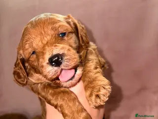 Cavapoo dogs 5⭐️Health Cleared Deep red Toy Cavapoo puppy’s - Advert 10