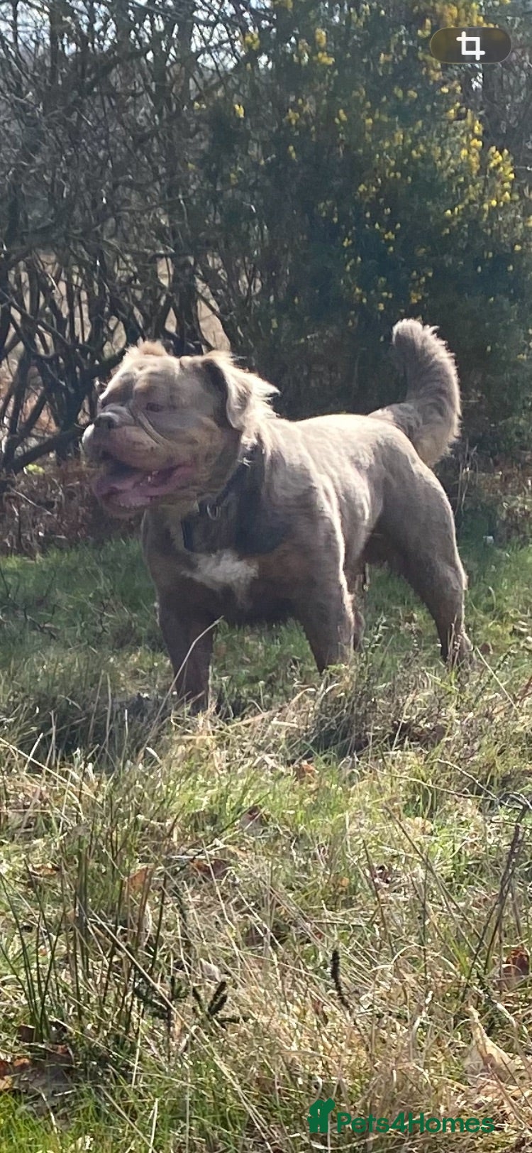Old Tyme Bulldog dogs Mammut Bulldog for stud  - Advert 1