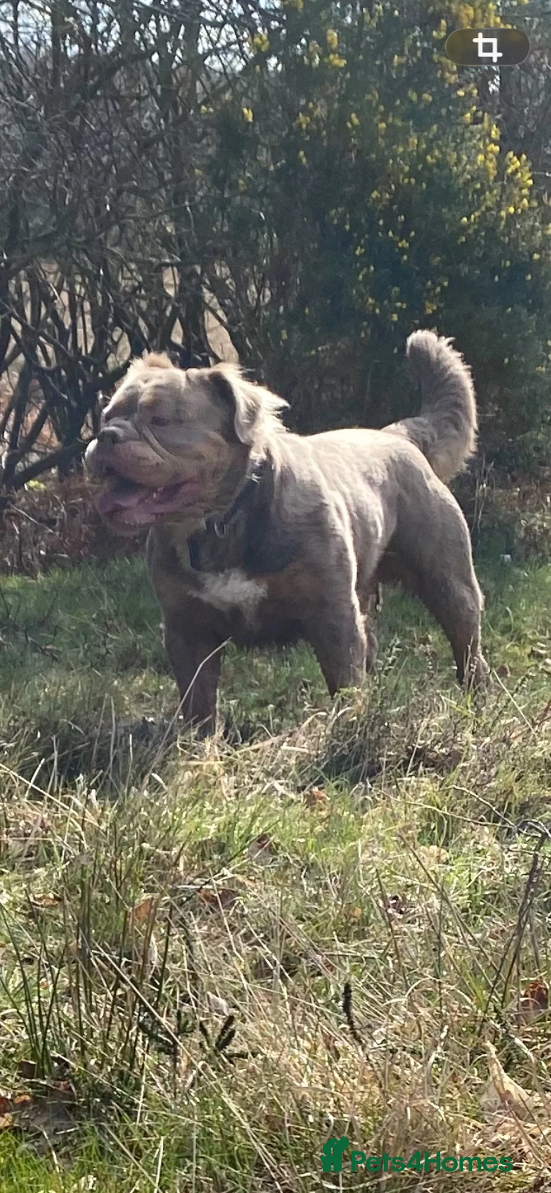 Old Tyme Bulldog dogs for stud: Mammut Bulldog for stud  - Advert 1