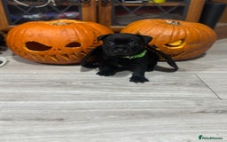 Staffordshire Bull Terrier dogs for sale: Staffys Puppies   25+ Champions ( Show Quality ) - Advert 12