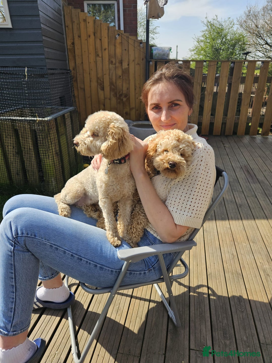Toy Poodle dogs for sale: Girl Toy poodles  - Advert 2