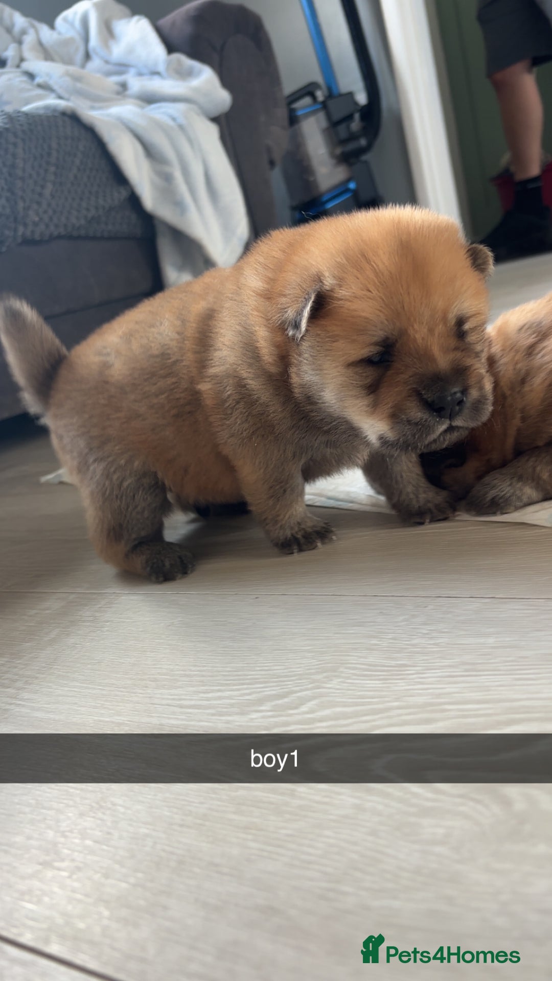 Chow Chow dogs for sale: chow chow puppies  - Image 6