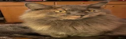 Maine Coon cats for sale: 3 beautiful Maine Coon kittens still available! - Advert 4