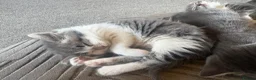 Mixed Breed cats for sale: Gorgeous grey and white fluffy kittens ready now  - Advert 32