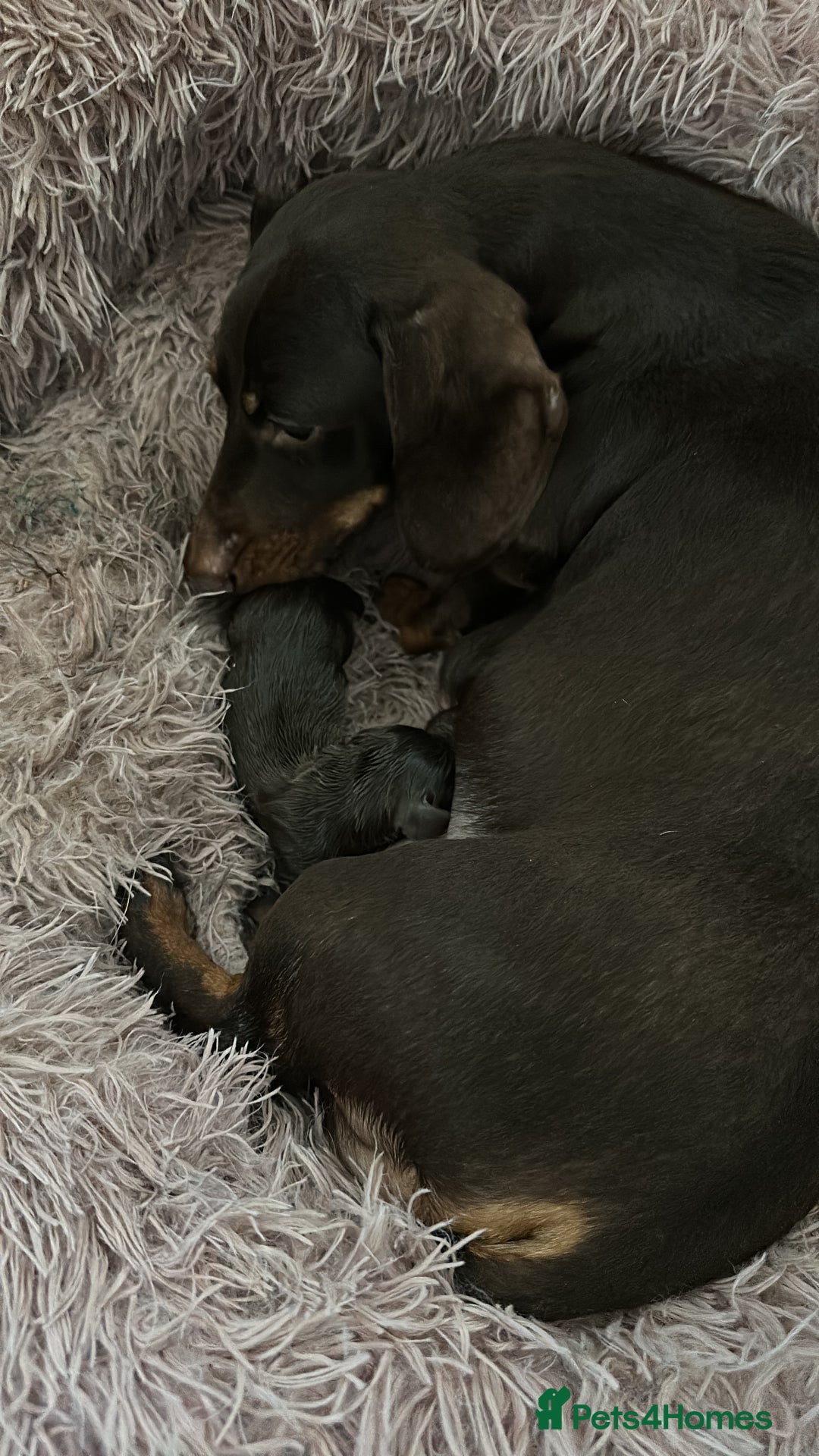 Miniature Dachshund dogs for sale: Mini dachshund  - Advert 2