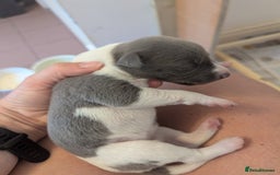 Whippet dogs for sale: Whippet Puppies for sale - Image 17