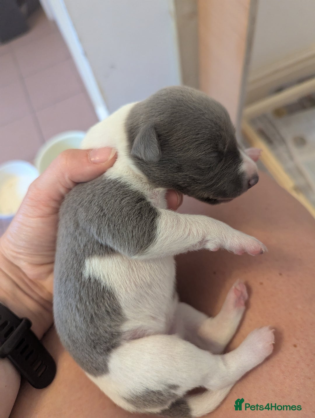 Whippet dogs for sale: Whippet Puppies for sale - Image 17