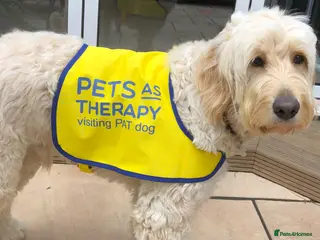 Labradoodle dogs 3 PREMIUM MULTIGEN LARGE DOUBLE DOODLE BOYS 🐾🐾🐾 - Advert 2