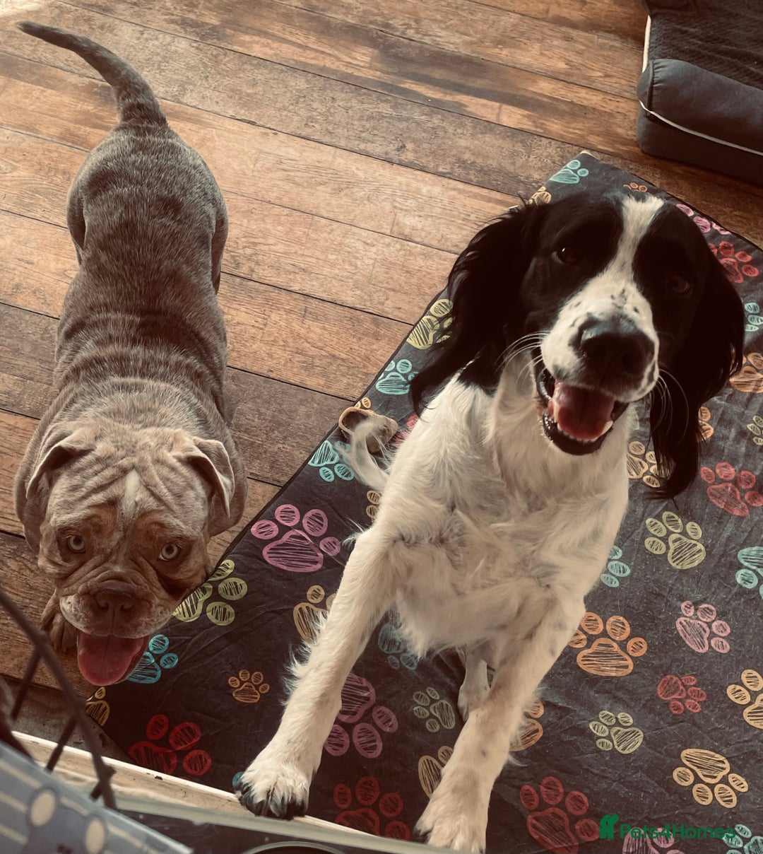 Mixed Breed dogs for sale:  Springer spaniel cross olde English bulldogge  - Advert 1