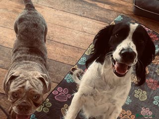 Mixed Breed dogs Springer spaniel cross olde English bulldogge - Advert 1