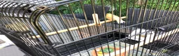 Canaries birds for sale: Golden mosaic canary  in Halstead - Advert 4