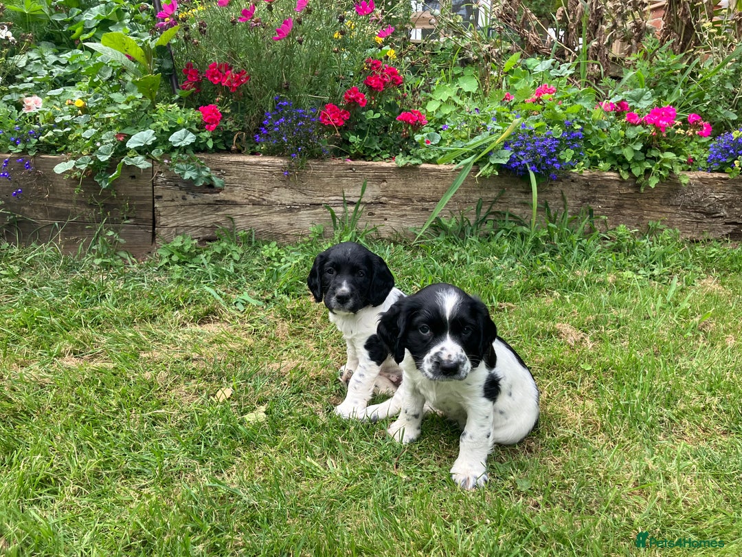English Springer Spaniel dogs for sale: English Springer Spaniel Puppies for Sale - Image 8