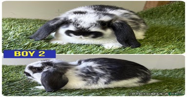 Mini Lop rabbits Beautiful, friendly mini lops  - Advert 12