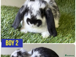 Mini Lop rabbits Beautiful, friendly mini lops - Advert 15