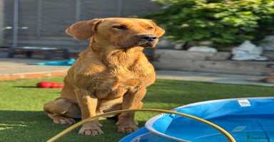Labrador Retriever dogs - Advert 3