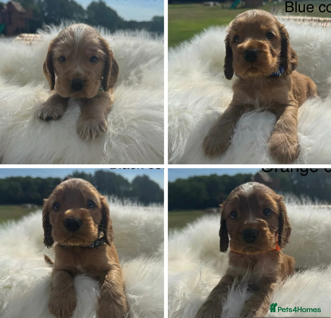 Cocker Spaniel dogs for sale: ✨EXCEPTIONAL SHOW COCKER SPANIELS✨ - Advert 2