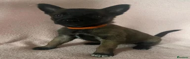 Belgian Shepherd Dog Puppy 3