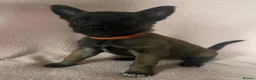 Belgian Shepherd Dog dogs for sale: BELGIAN SHEPHERD X DUTCH SHEPHERD - Advert 10