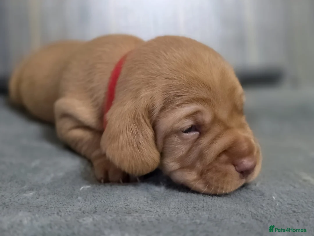 Mixed Breed dogs for sale: Cockalier (King Charles Spaniel) X Dachshund Cross - Advert 10