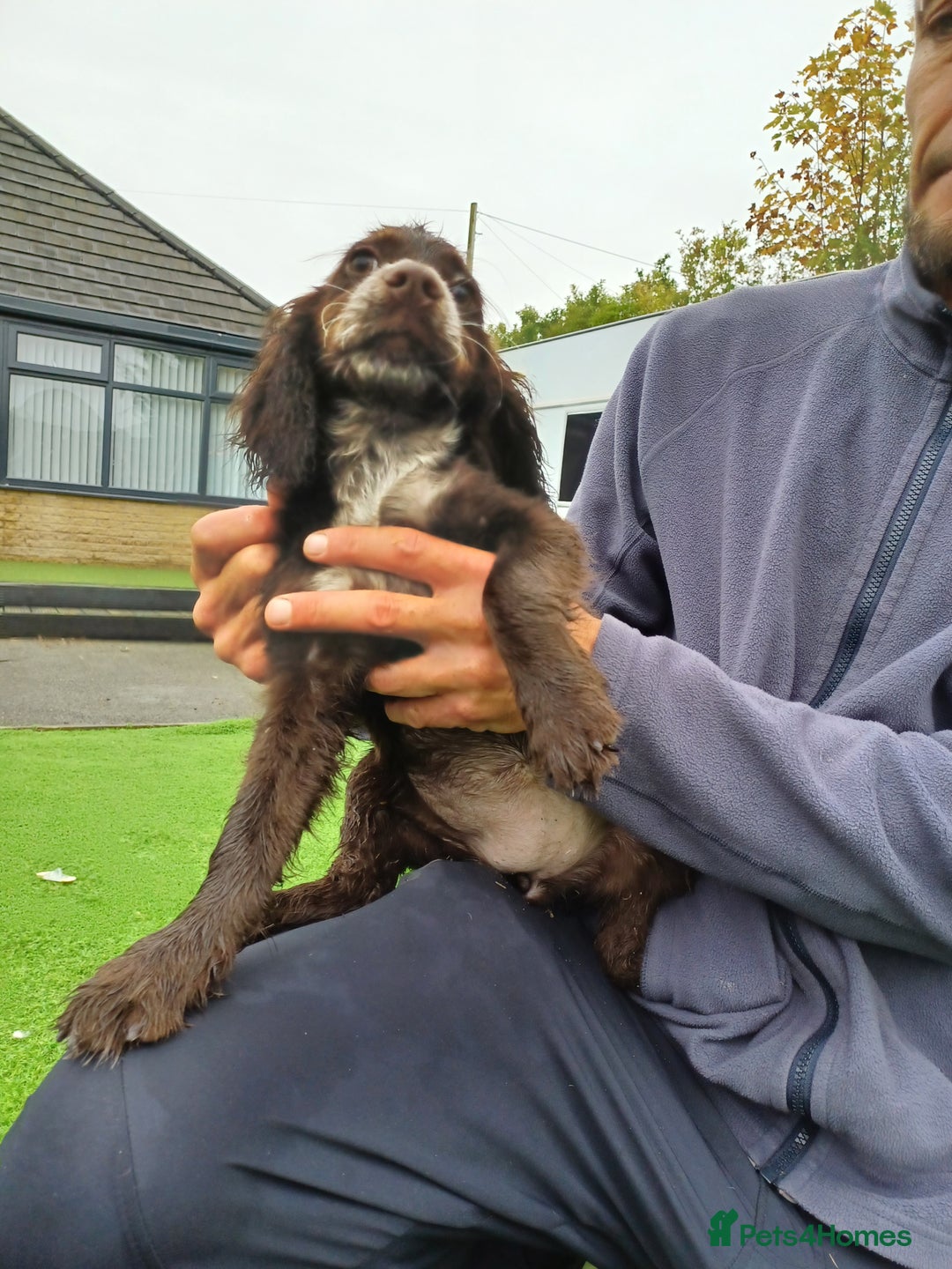 Cocker Spaniel dogs for sale: Working cocker spaniel  - Image 28