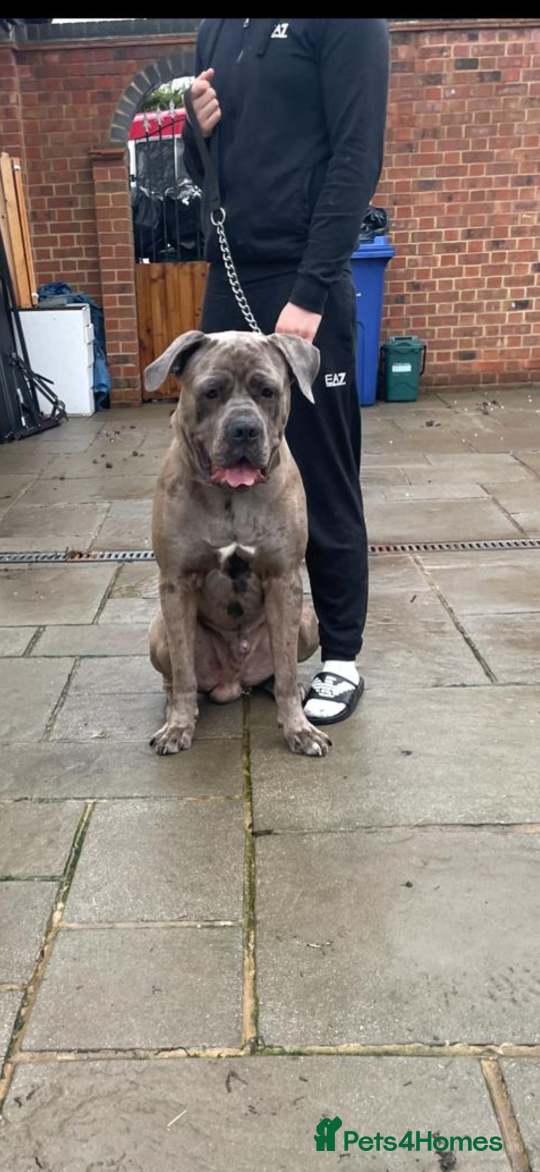 Cane Corso dogs for stud: 65 kilo Merle cane corso  - Advert 5