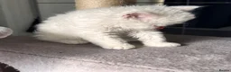 Selkirk Rex cats for sale: Gorgeous Selkirk rex kittens 😻 - Advert 30